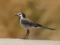 Piepers en Kwikstaarten [Motacillidae]